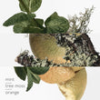 Load image into Gallery viewer, Eau d'orange verte, Perfumed soap