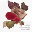 Load image into Gallery viewer, L'Ambre des Merveilles, Eau de parfum