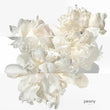 Load image into Gallery viewer, Twilly Eau Ginger, Eau de Parfum