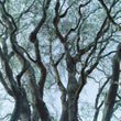 Load image into Gallery viewer, Treehouse Candle
